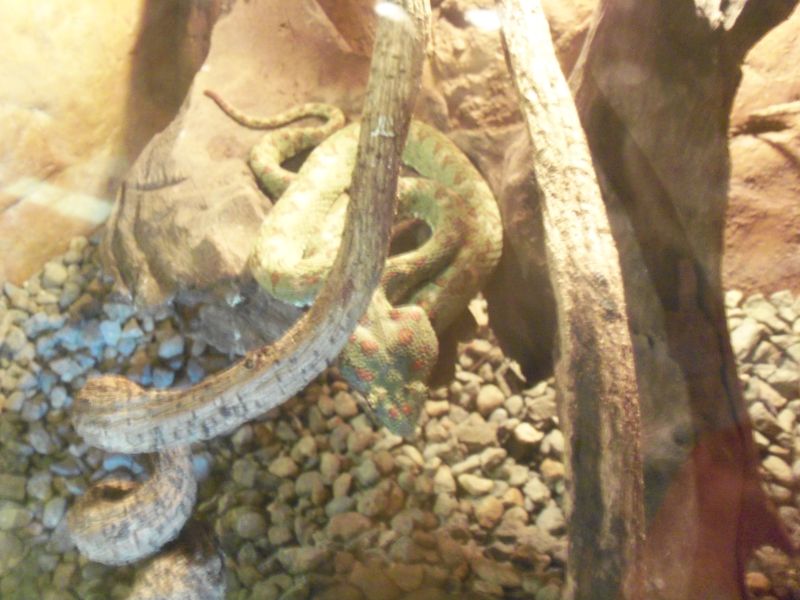 Costa Rica: serpente